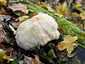 Süngomba (Hericium erinaceus), Budai-hegység